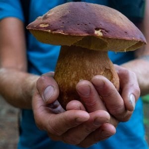 Dall'Appennino si vedono gli uomini e il mare. Ma anche la baciocca e il neccio