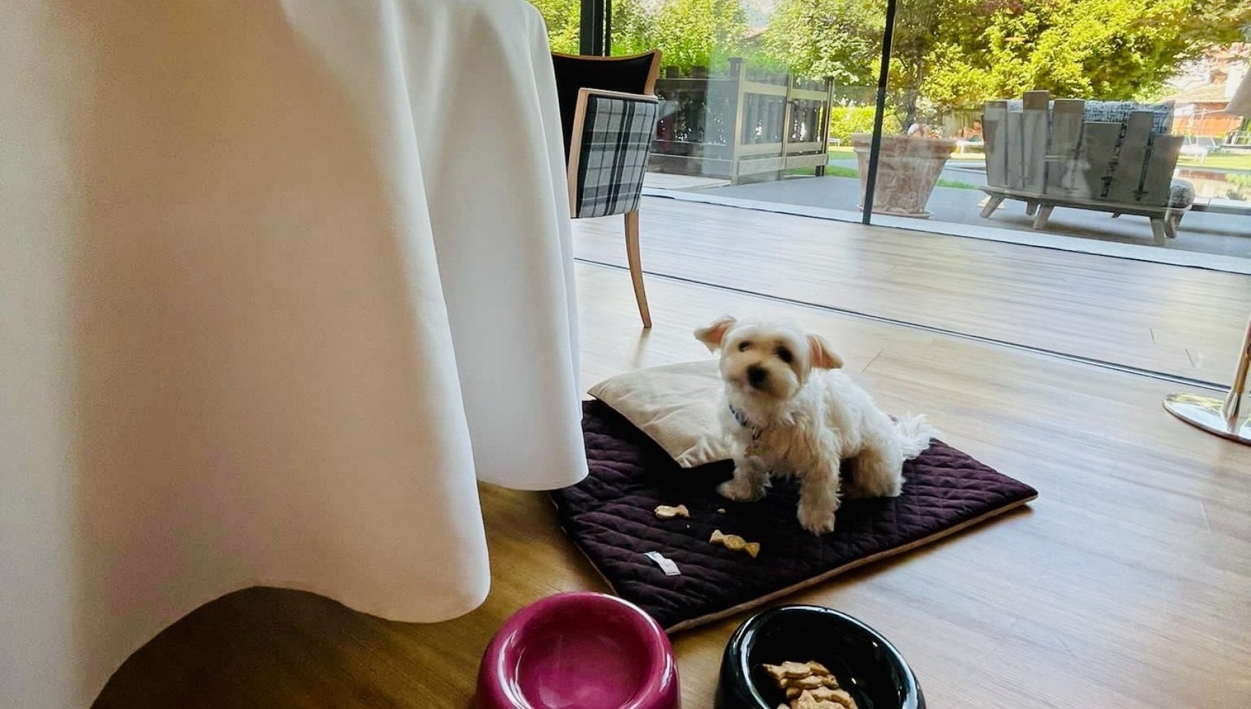 Mangiare "da cani": ecco i ristoranti stellati dove i quattrozampe sono ben accetti - Vimarsana News