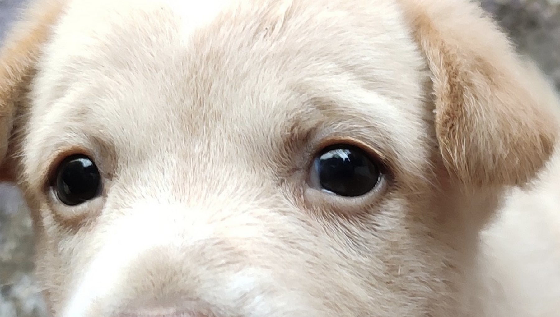 La Violenza Sugli Animali Sui Social 5 3 Miliardi Di Visualizzazioni 