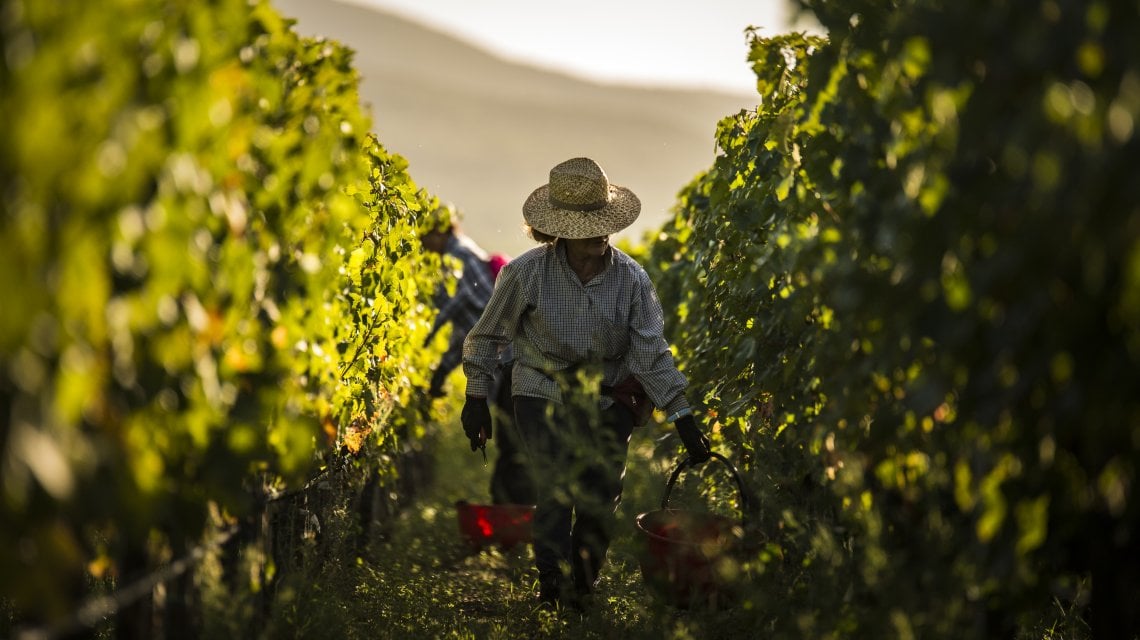 La vendemmia a Guado al Tasso