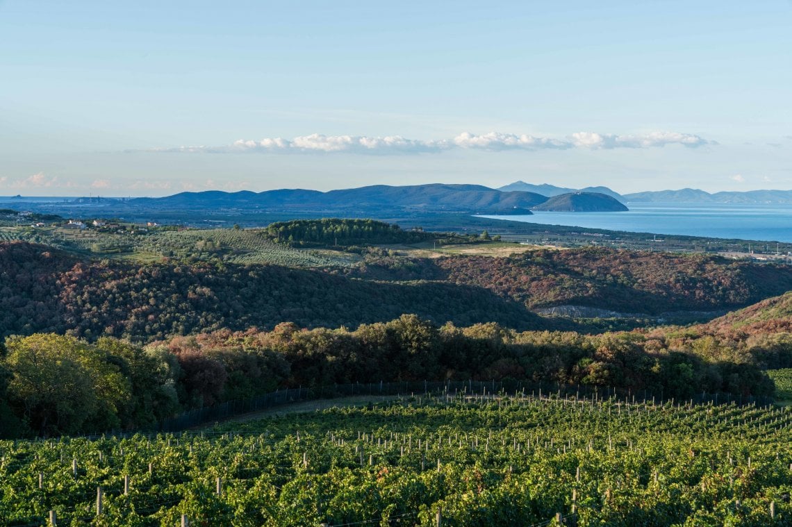 Tempo di vendemmia a Tenuta Argentiera