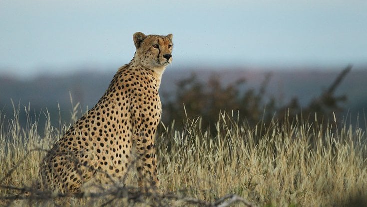 Un ghepardo nella Mashatu game reserve, Botswana.&nbsp; Cameron Spencer/Getty Images