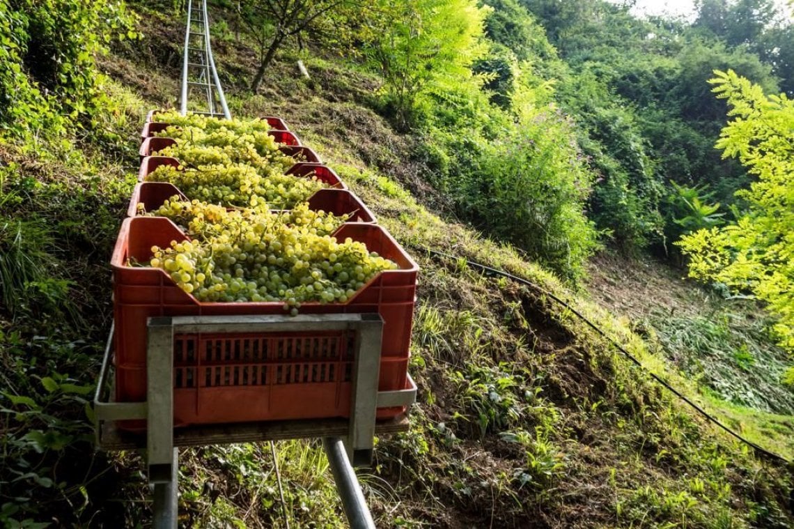 La vendemmia eroica del Prosecco Superiore sulle colline del Conegliano Valdobbiadene (@Arcangelo Piai)