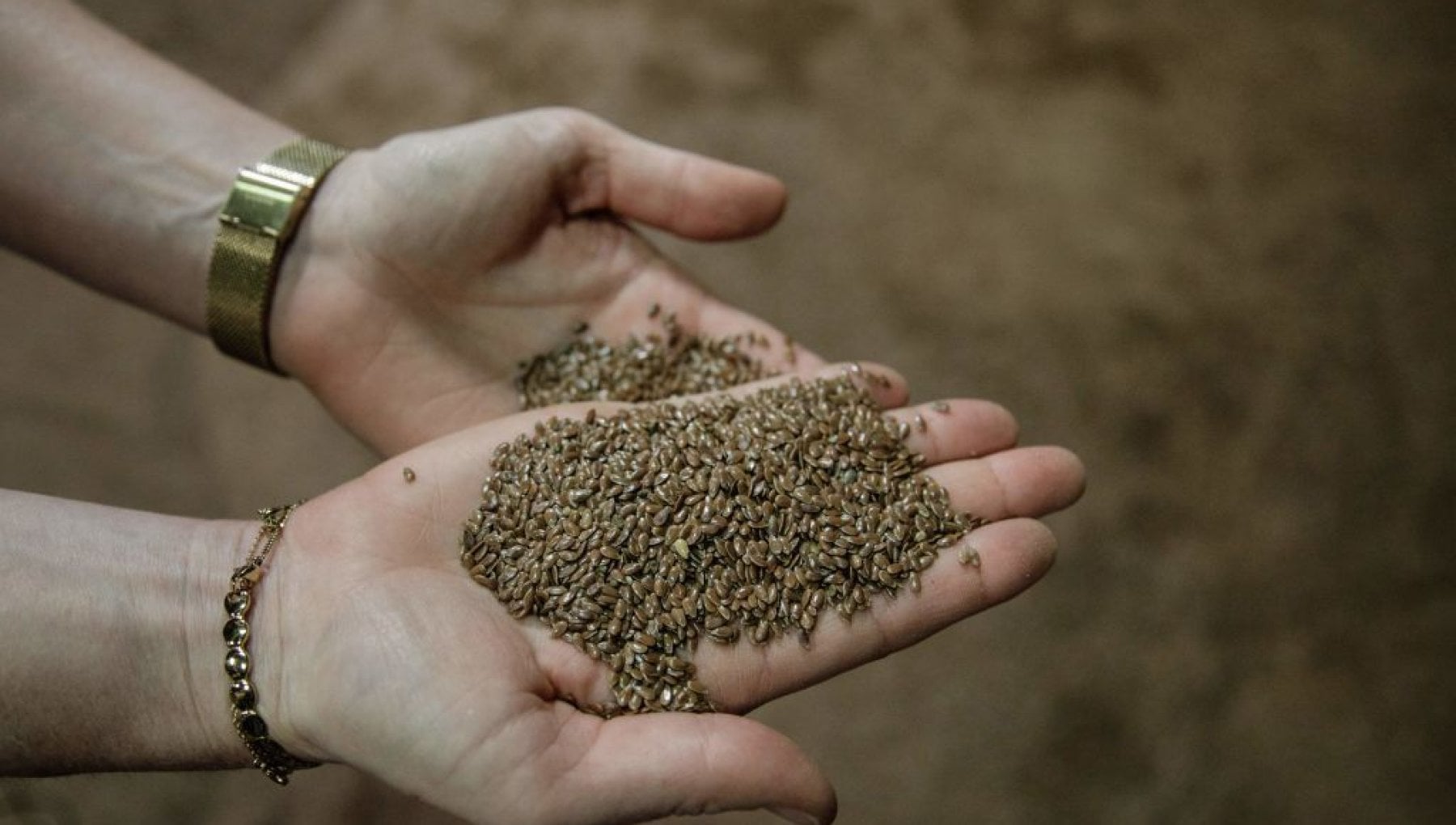 Storia dei semi, la chiave della sicurezza alimentare - Vimarsana News