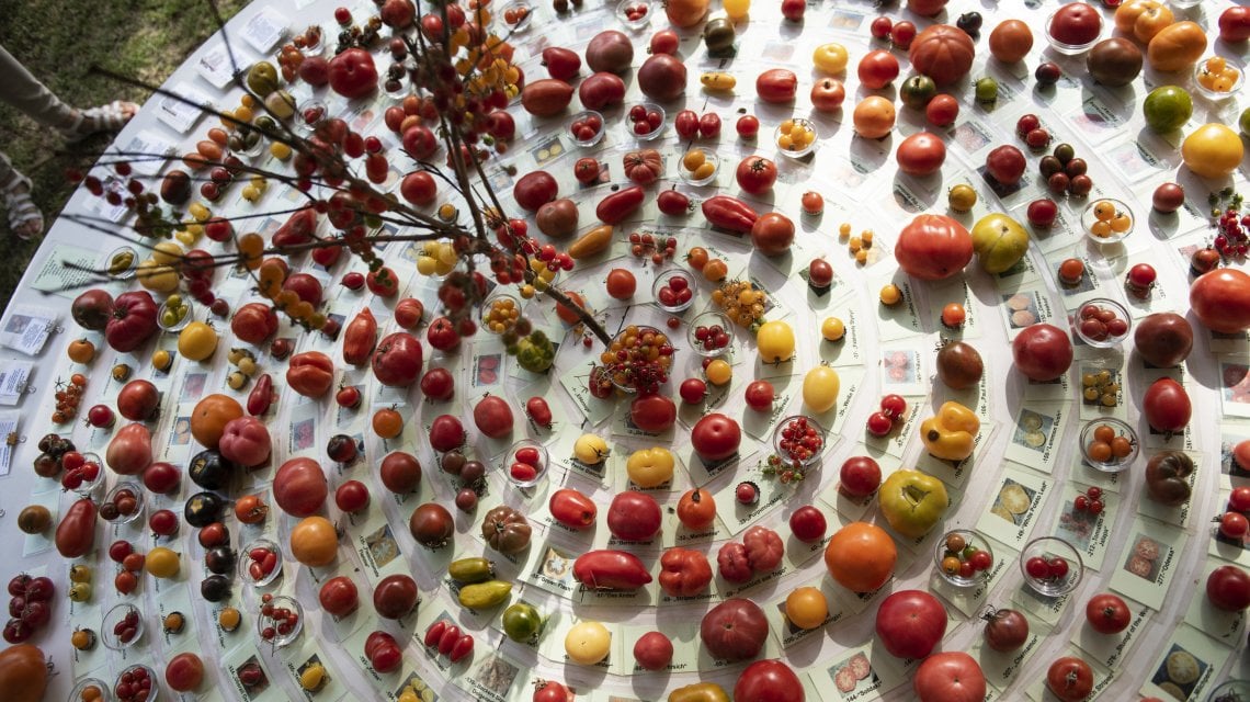 Pomodori per tutti i gusti