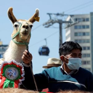 Covid, dagli anticorpi dei lama uno spray per bloccare il virus