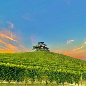 Missione enogastronomia. Vino e cibo fondamentali per scegliere il viaggio