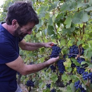 La vendemmia della ripartenza. Gelate e caldo non rovinano l’annata 