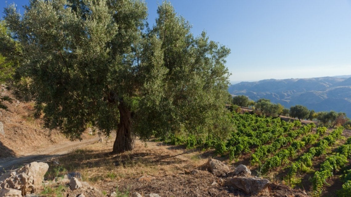 Ulivi in Calabria