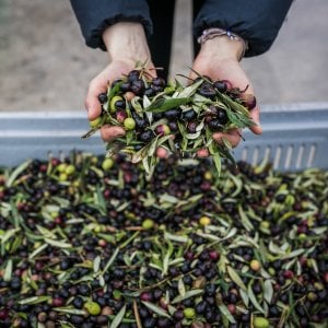 Visite ai frantoi e camminate tra gli ulivi, l'Italia dell'olio attira 7 turisti su 10. Ma un terreno su 3 è abbandonato