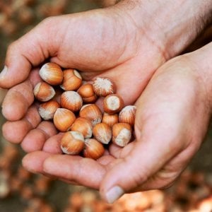 Aromatica, versatile e fa bene al cuore: ecco la Nocciola, regina delle Langhe