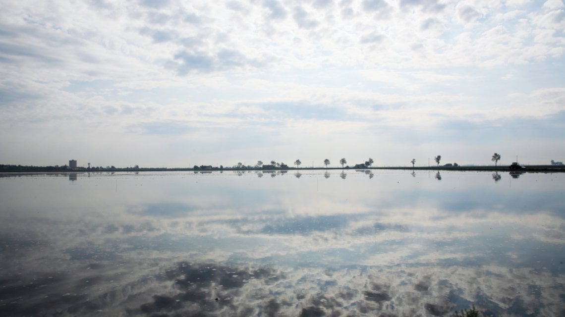 Le risaie in zona di Ferrara