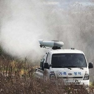 Focolaio di influenza aviaria a Roma. L'esperto: "Non c'è rischio di infezione per l'uomo" 