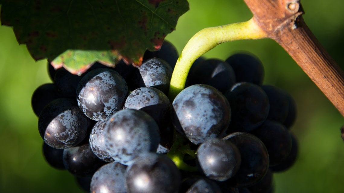 Pinot Nero