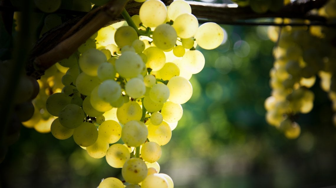Sauvignon&nbsp;