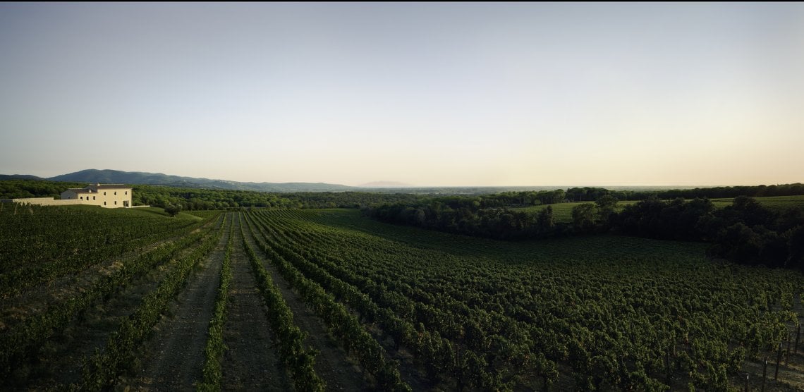 Le vigne di Masseto a Bolgheri