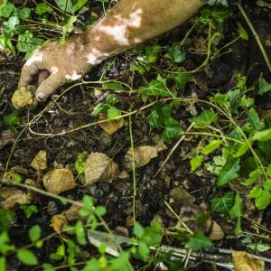 "Siamo felici, da oggi tutto il mondo sa che la cerca del tartufo è tipica dell'Italia"