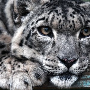 Covid, quando le vittime sono gli animali selvatici