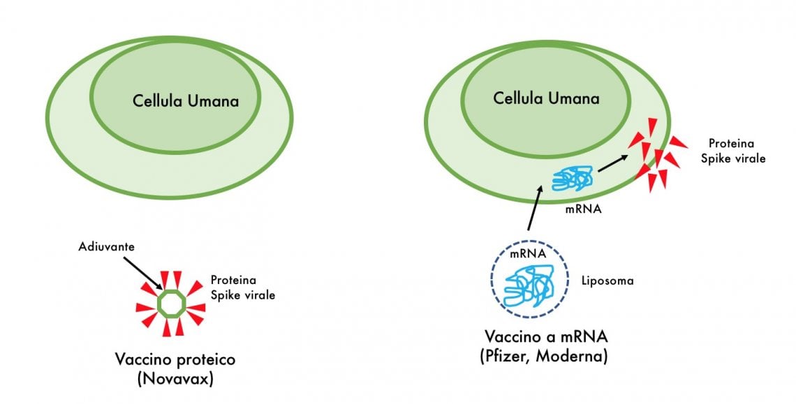 Vaccino Novavax Perch Diverso Dagli Altri E Come Pu Aiutarci 