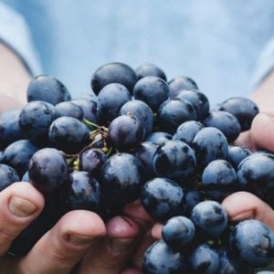 Arriva Sana Slow Wine Fair: vini sostenibili da tutto il mondo a Bologna