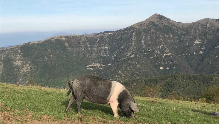 Peste Suina Sos Dei Piccoli Allevamenti Per I Maiali Da Abbattere La Peste Suina Sos Dei Piccoli Allevamenti Per I Maiali Da Abbattere La