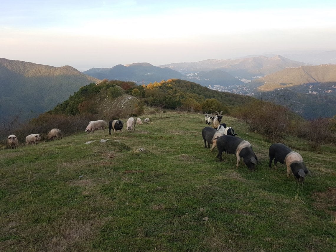 Peste Suina Sos Dei Piccoli Allevamenti Per I Maiali Da Abbattere La Peste Suina Sos Dei Piccoli Allevamenti Per I Maiali Da Abbattere La
