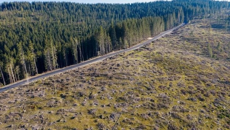 Cresce la richiesta di legname e la deforestazione illegale dilaga nei Balcani
