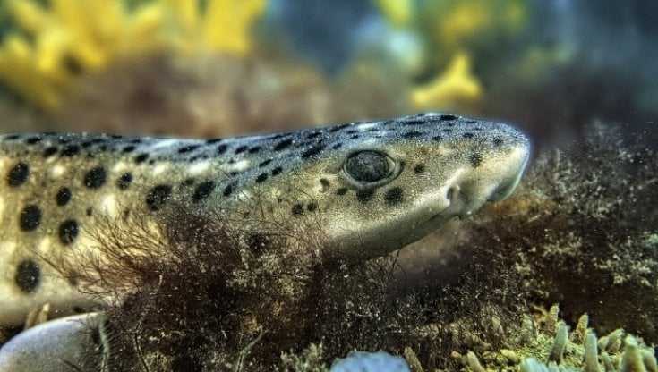 Progetto Elife. La foto vincitrice:&nbsp; Gattopardo (Scyliorhinus stellaris), di Piero Mescalchin