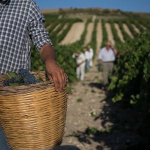 Vino vegano: solo una moda o fa davvero bene al pianeta?