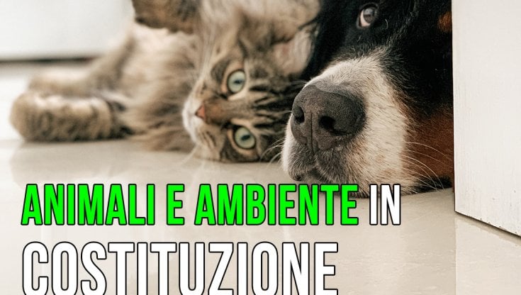 Tutela dell'ambiente in Costituzione, l'Oipa: "Proteggere gli animali è un segno di maturità e di coscienza giuridica"