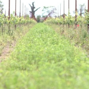 Sana Slow Wine Fair, Petrini: "Basta consumismo compulsivo, inizia una nuova fase per il vino"