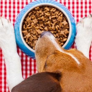 Cani al ristorante, ecco quando non si può vietare l'ingresso (o si rischia la multa)