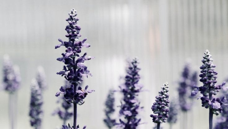 Una spray alla lavanda fa due vittime negli Usa: scoperta la causa dopo mesi