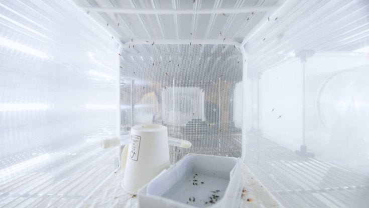 Il laboratorio dell'universit&agrave; di Stoccolma che studia la malaria