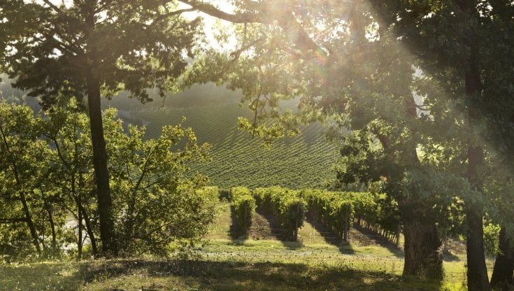 Le vigne Ruffino