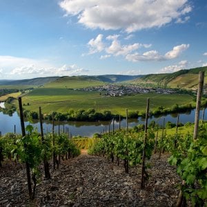 I vini senza alcol approdano a Vinitaly. E scoppia la polemica 