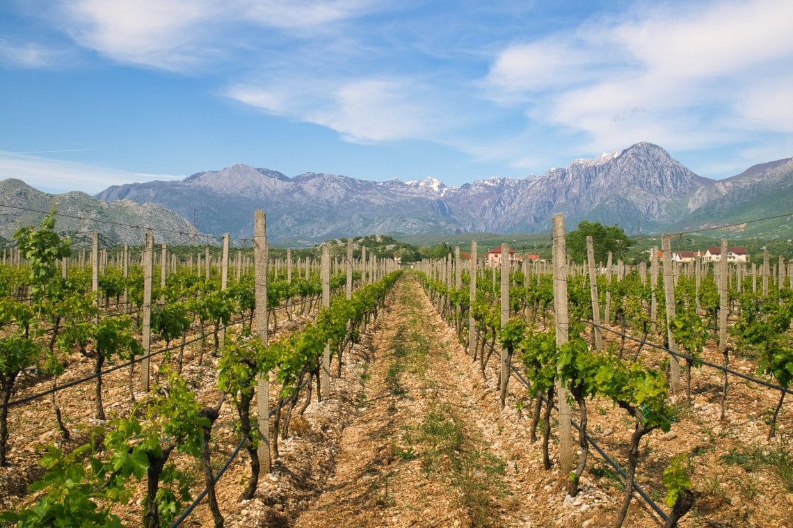 Le vigne di Kallmet sulle rive del lago di Scutari