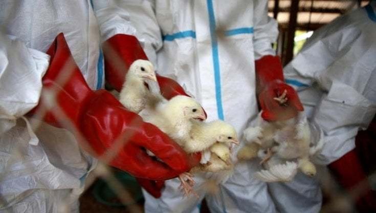 Aviaria H3N8, confermato in Cina il primo caso di contagio umano conosciuto 