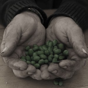 Carlo Petrini: "Andate a conoscere gli eroi dell'olio, solo così i piatti avranno sapore"