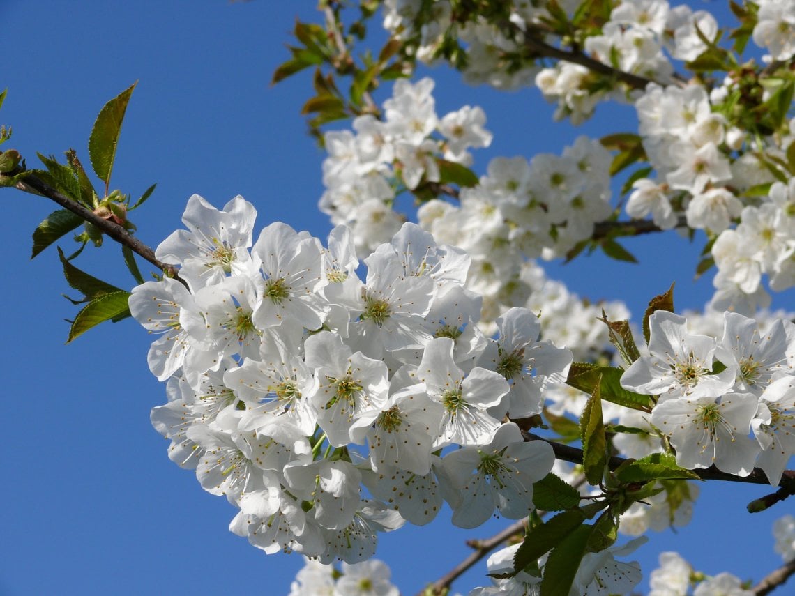 Fiori di melo (@Loic Durant/Calvados Attractivit&eacute;)