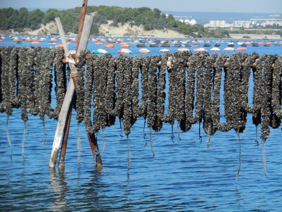 Carlo Petrini Quella Speciale Cozza Nera Che Rid A Taranto Dignit E Carlo Petrini Quella Speciale Cozza Nera Che Rid A Taranto Dignit E