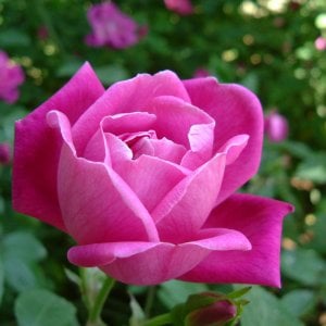 Coltivate una rosa (canina o chinensis) nel vostro giardino. E poi mangiatela