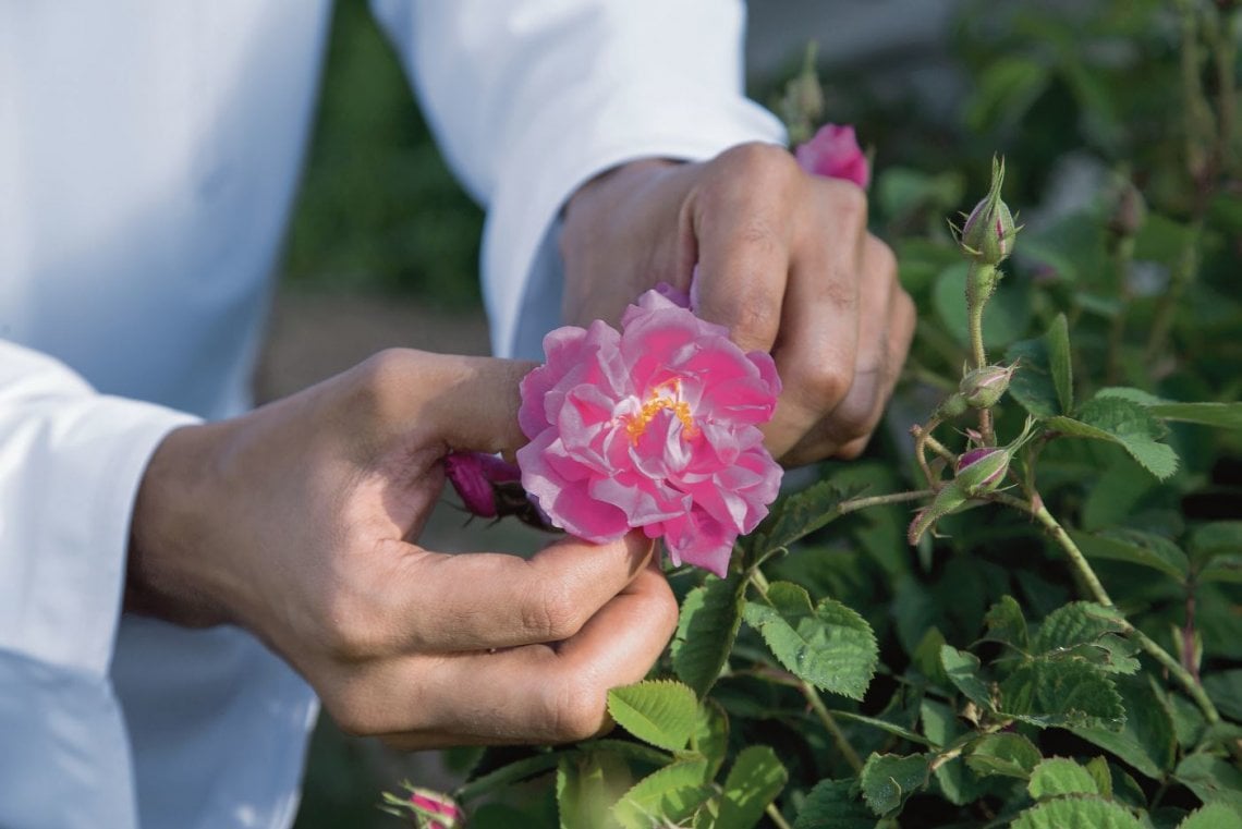 La rosa damascena (@Katiekk)
