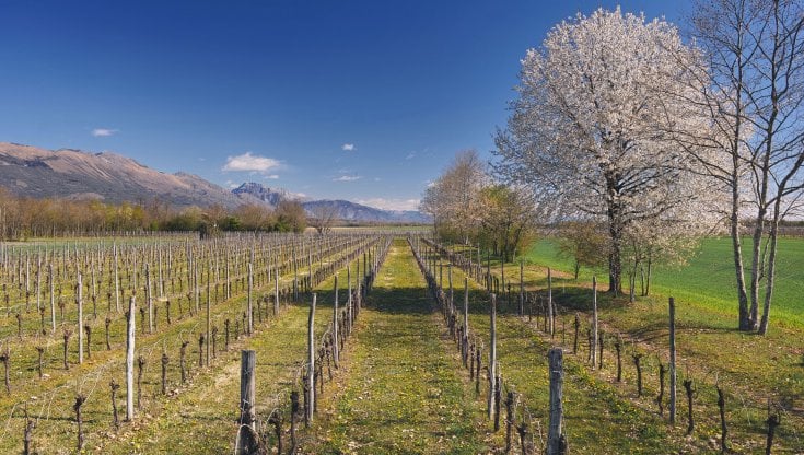 Vigne di Glera&nbsp;