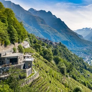 Dal Nebbiolo ai Piwi, la rinascita della viticoltura eroica in Valchiavenna 
