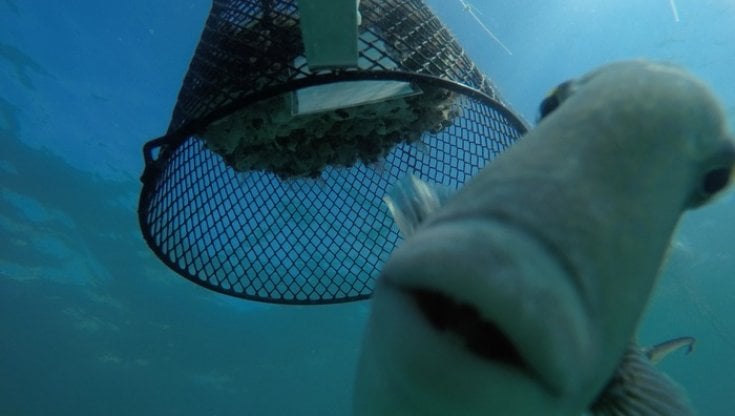 Ueberbeisser SYSTEM II Terminale Per Pesca – 1,80m Con 2 Ganci 8/0, Per Grandi Predatori Marini (Merluzzi, Halibut)