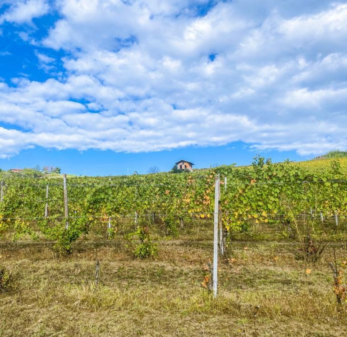 Monferrato Astigiano - Filari di Freisa&nbsp;