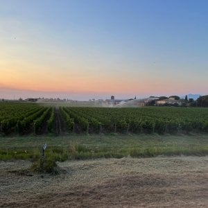Clima, emergenza storica: "Se non piove salta la vendemmia"