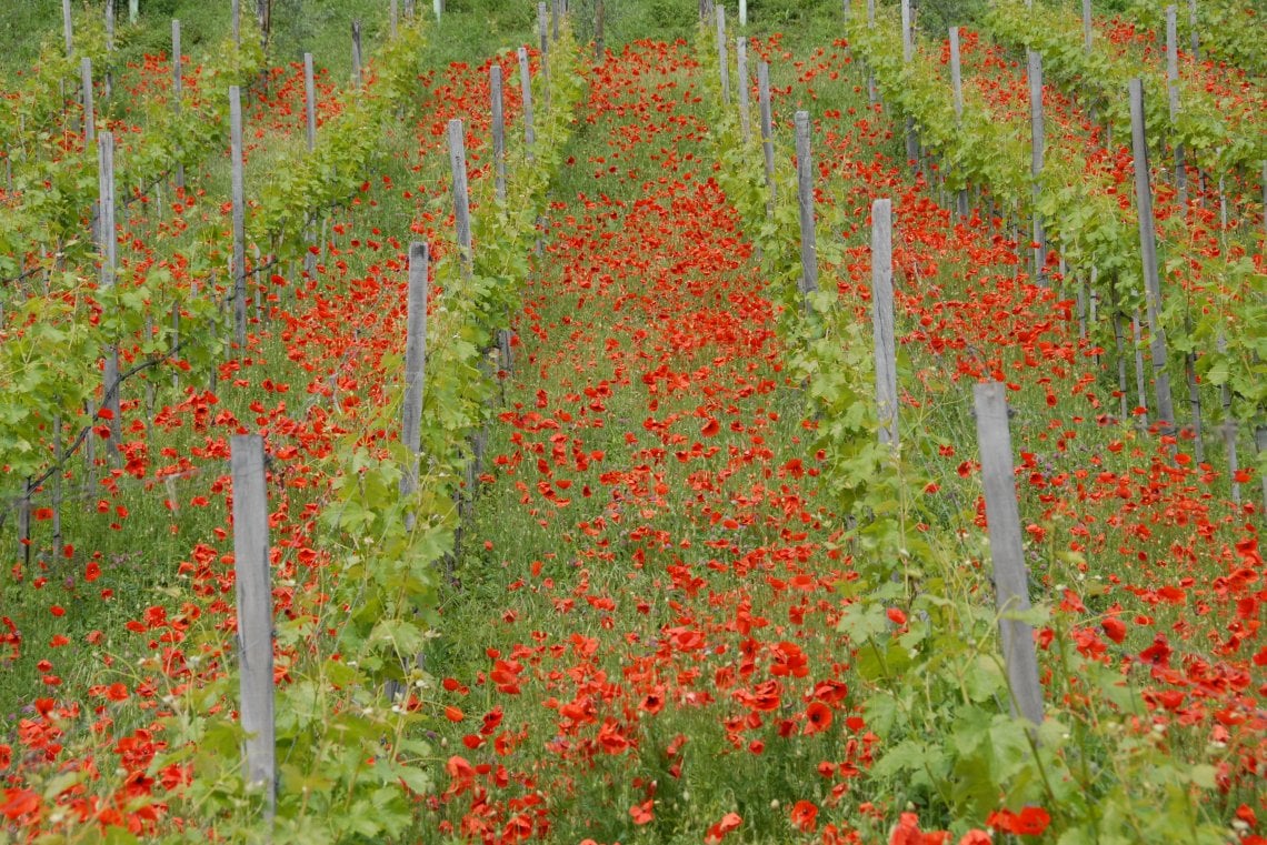 Fiori ed erba fra i filari, in una vigna Lageder negli anni passati