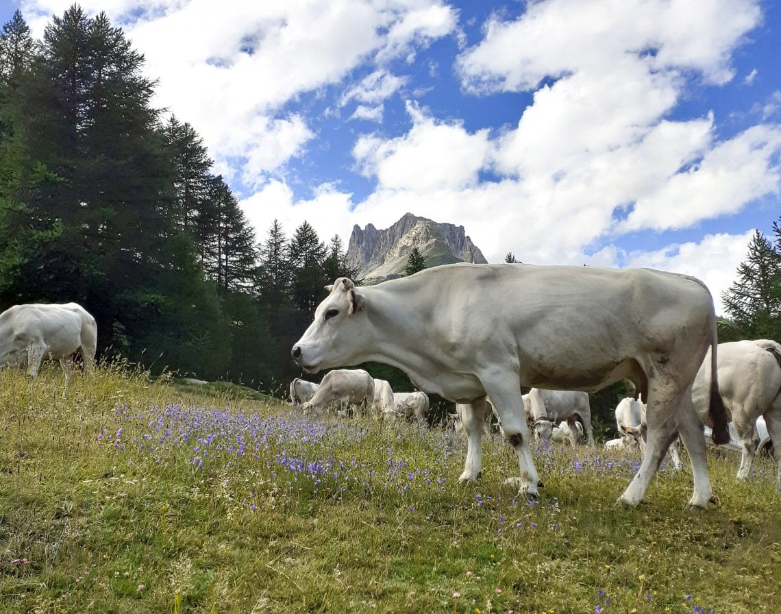 Mucche di razza Piemontese in alpeggio